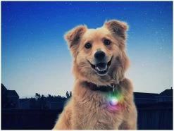 Nite Ize SpotLit Led Collar Light Disco -Camping Soldes nite ize spotlit led collar light disco 2